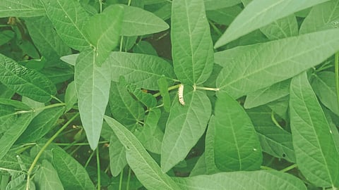 Soybean