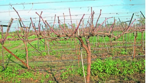 Grapes pruning