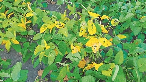 Yellow Mosaic Soybean