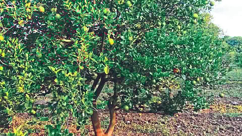 Crop Nutrient Management