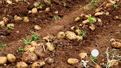 Potato Production