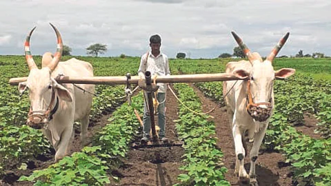 Agriculture