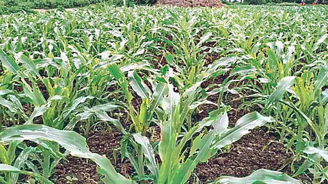 Maize