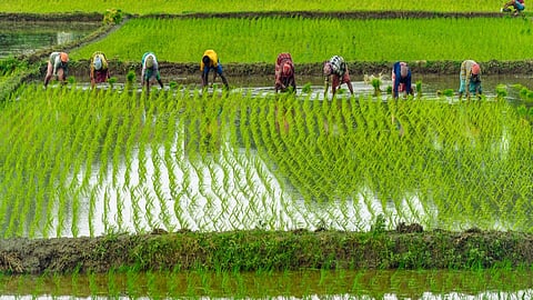 Paddy Cultivation