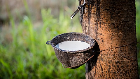 Rubber Cultivation