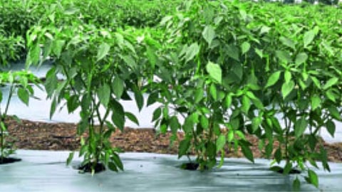poly mulching, watermelon cropping methods