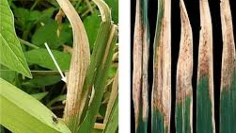 Paddy Pest And Disease Management