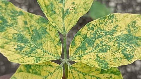 Soybean Diseases