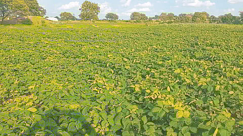 Soybean