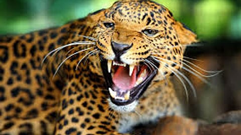 Junnar Leopard News