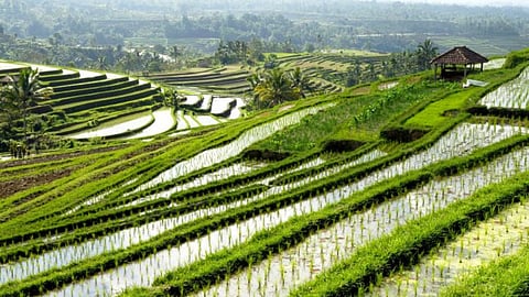 Paddy Cultivation