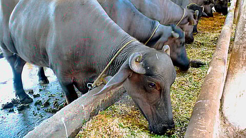 Animal Care : योग्य प्रजनन, दूध उत्पादनासाठी समतोल आहार महत्त्वाचा