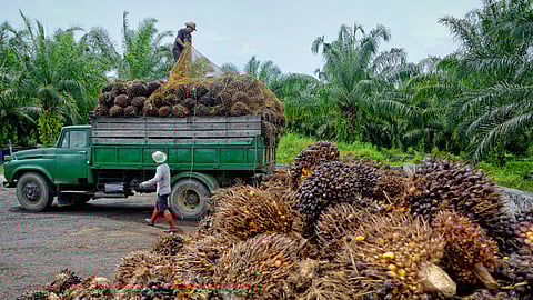 Palm Oil