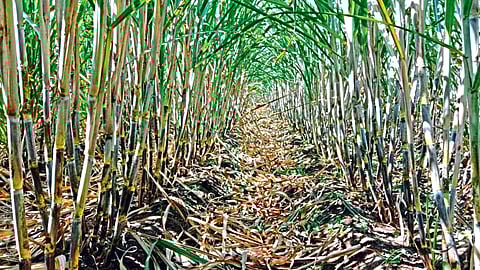 Sugarcane