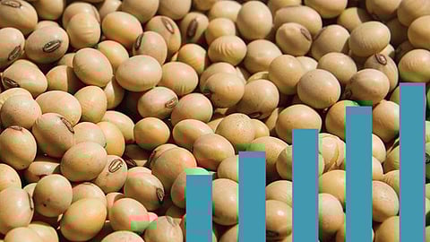 Soybean Rate: सोयाबीन दरावरील दबाव दूर होईल का?