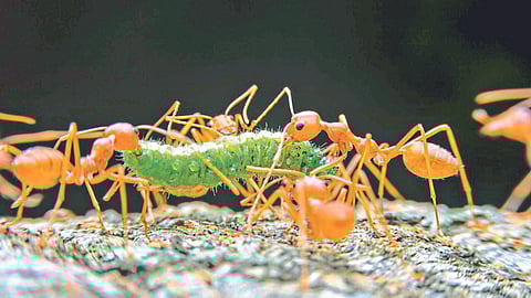 Biological Pest Management