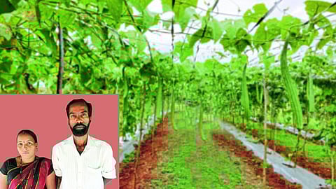 Self-reliance gained from vegetables, beekeeping in contract farming