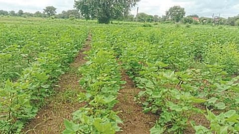 Crop Damage