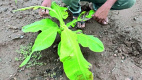 'Kukumber Mosaic' disease Control in banana orchards