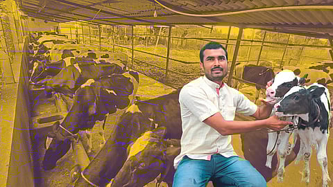 Dairy Business