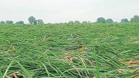 Crop Damage