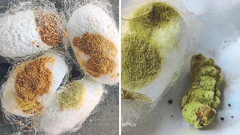Silkworm Disease