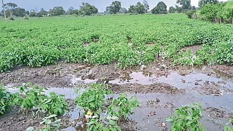 Crop Damage
