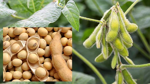 Soybean