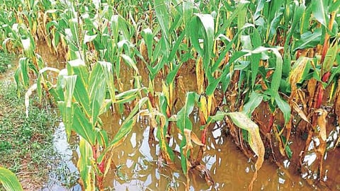 Crop Damage