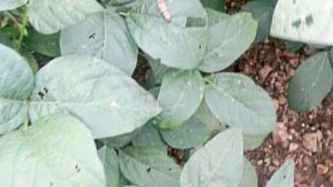 Soybean Pest