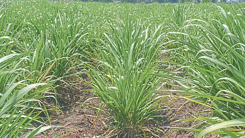 Soil Fertility