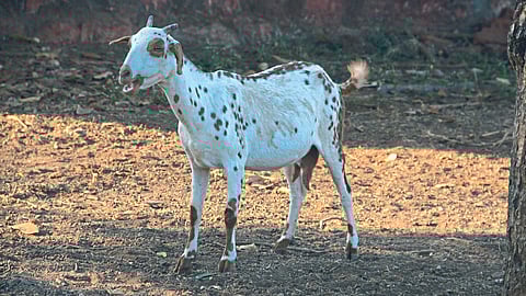 Goat Farming