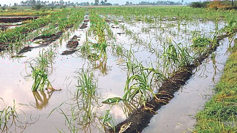 Crop Damage
