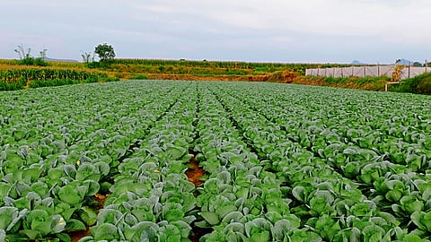 Cabbage Production