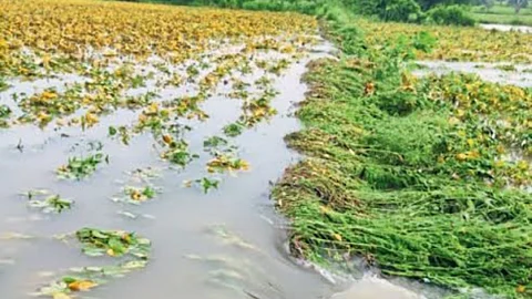 Crop Damage