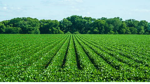 Soybean Crop