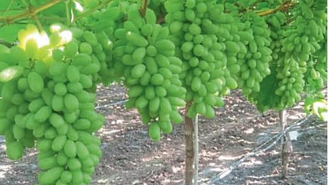 Grape Production