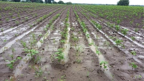 Crop Damage
