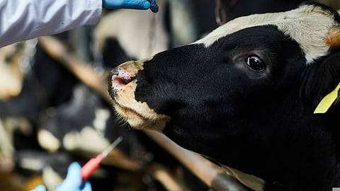 Livestock Vaccination