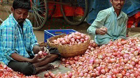 Onion Producers