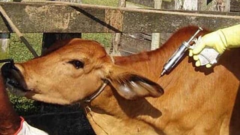 Cattle Vaccination