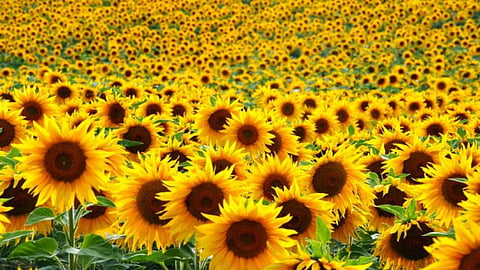 Sunflower Production