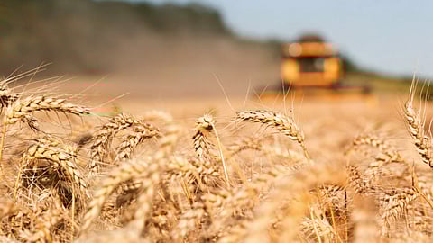 Food Grain Production