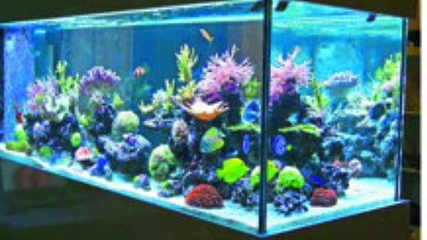 Business opportunities in fisheries