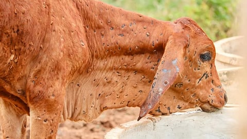 Lumpy Skin Disease