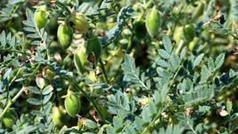 Chana cultivation