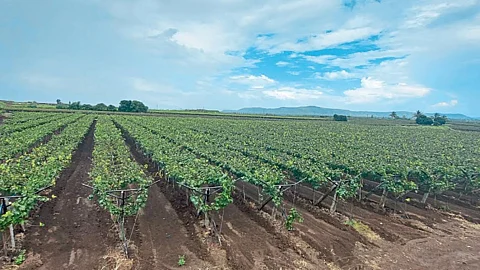 Grape Farming