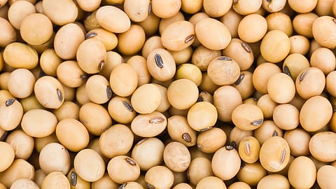 Soybean