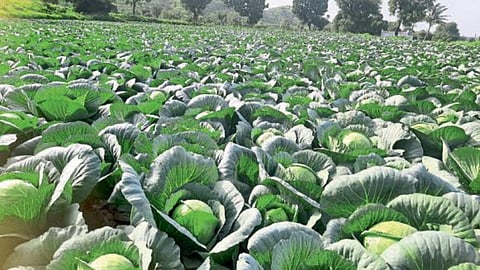 Cabbage Farming