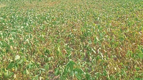 Crop Damage